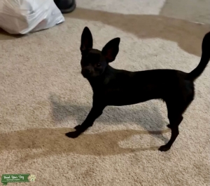 Black/Brown Chihuahua  Listing Image