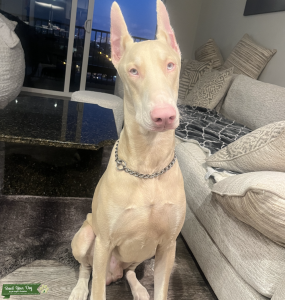 Albino Doberman  Listing Image