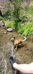 Red heeler  Listing Image