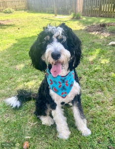 Bernedoodle Listing Image
