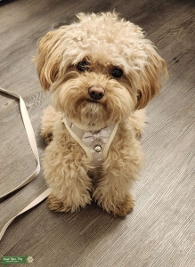 Fluffy Apricot Maltipoo Listing Image