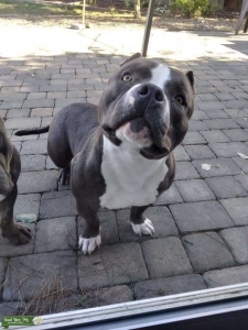 Purebred American Bully (Documented) Listing Image