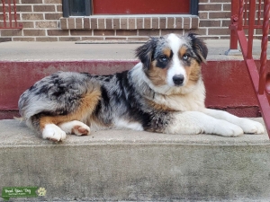 Blue Merle Standard Aussie Listing Image