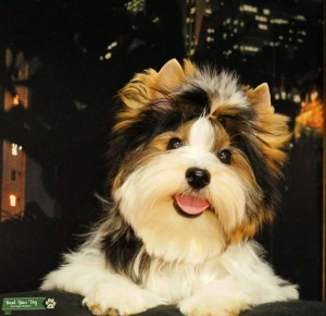 AKC imported Biewer Terrier Listing Image
