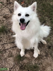The Perfect American Eskimo for your little girl Listing Image