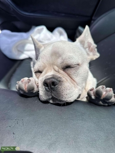 Cream Color Frenchie Listing Image