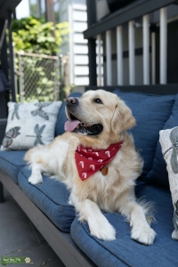 Male Golden Retriever Listing Image