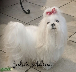 AKC Korean bloodlines  stud  Listing Image