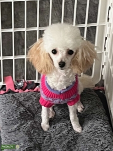 AKC Beauty Listing Image