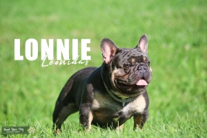Quality AKC Stud  Listing Image