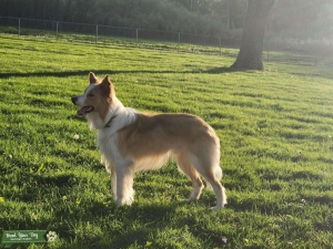 ABCA/AKC Genetic Tested Gold Male for Stud! Listing Image