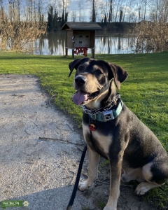 German Shepard/Husky Mix Listing Image