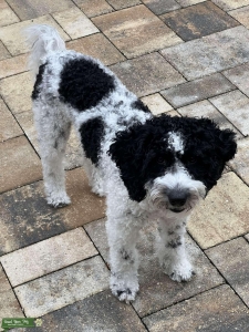Black n white golden doodle mini Listing Image