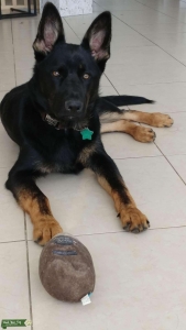 Gorgeous Bicolor German Shepherd stud Listing Image