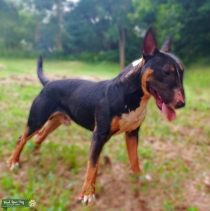 Stud only to approved females Listing Image