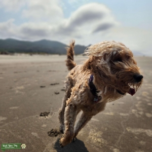 IRSH Goldendoodle  Listing Image