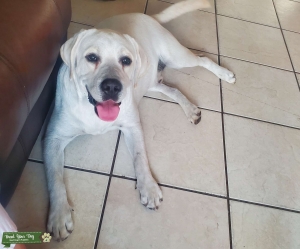 LABRADOR RETRIEVER ENGLISH WHITE  AKC IMPORT *CHAMPION BLOODLINE* Listing Image