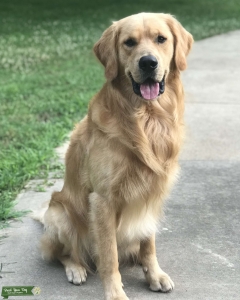 Golden Retriever Stud Listing Image