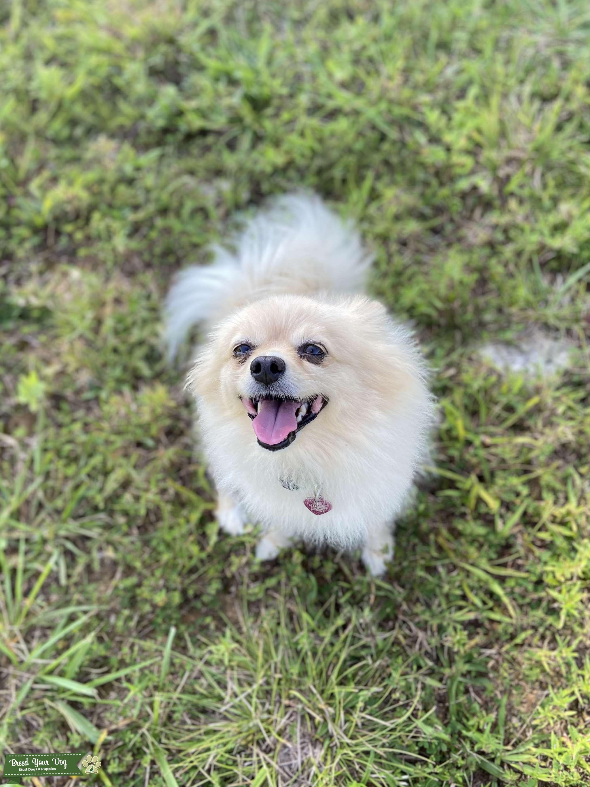 Famale for breeding Stud Dog in Kentucky, the United States Breed