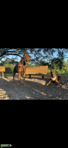 Doberman Stud **euro  Listing Image