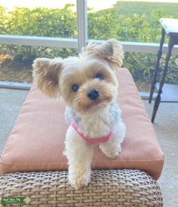 6lb Purebred Yorkie Listing Image