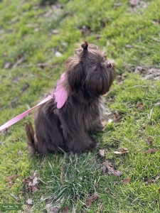 Chocolate Breukelen Shih Tzu Babe  Listing Image