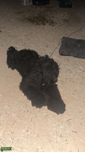 Stud wanted Listing Image