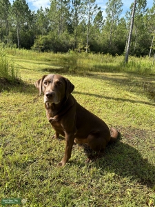 AKC Registered Chocolate Labrador Stud  Listing Image