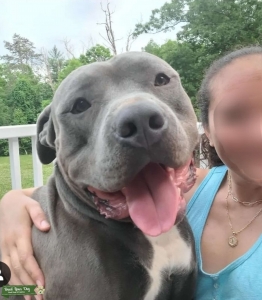 XXL American Bully Listing Image