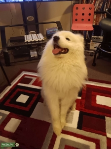 Pure White Pure Bred Samoyed Male Listing Image