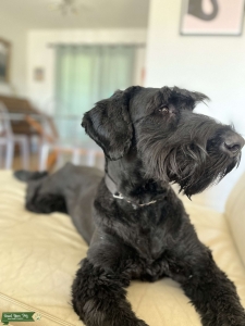 Giant Schnauzer  Listing Image