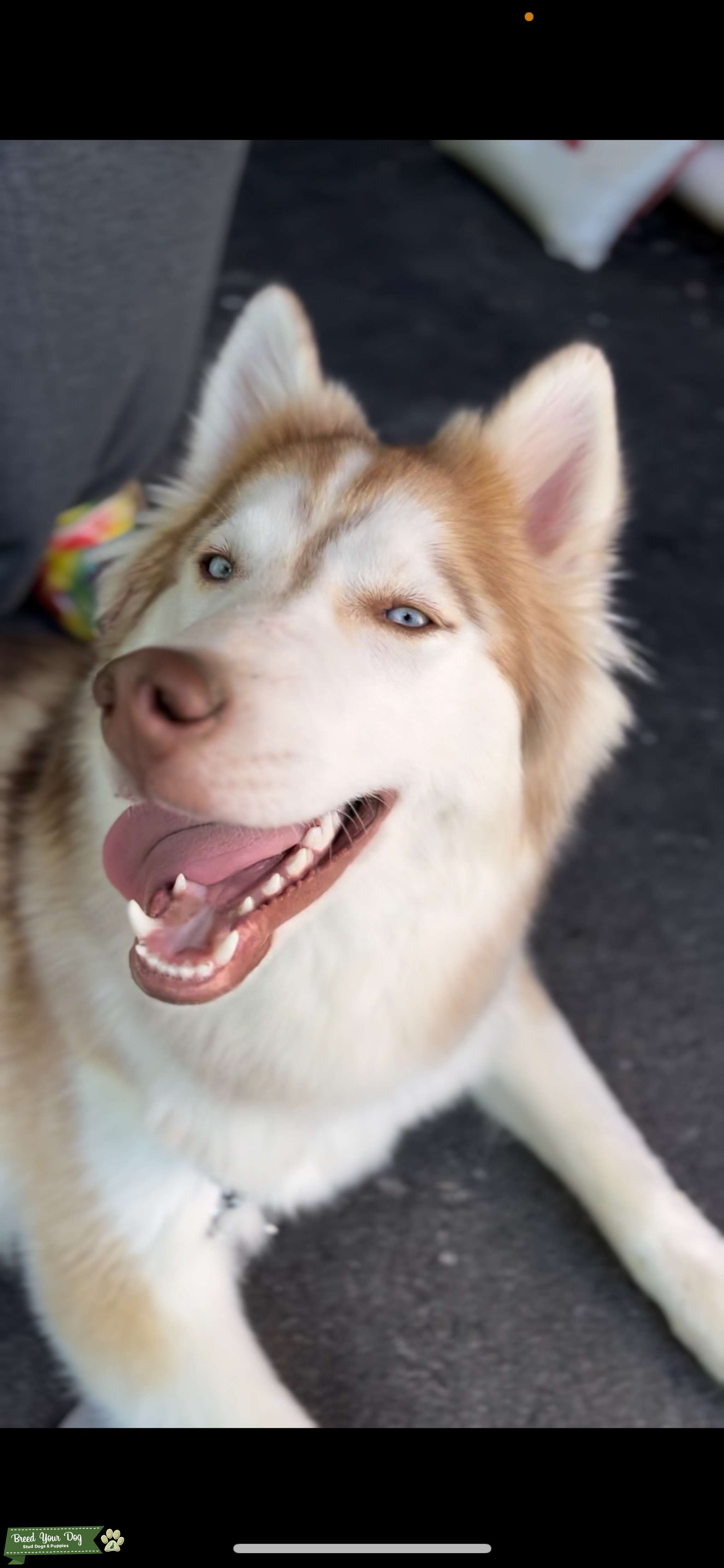 Siberian husky Stud Dog in Vermont , the United States Breed Your Dog