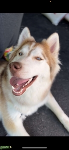 Siberian husky Listing Image