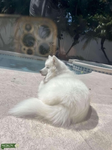 Kira Samoyed pure  Listing Image