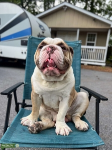 Bulldog! Listing Image