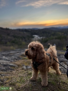 Gorgeous chestnut red cockapoo stud Listing Image