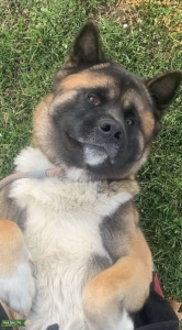 (Male)Purebred **American** Akita SweetHeart Listing Image