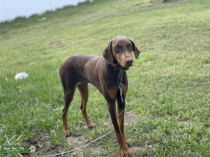 Doberman stud needed  Listing Image