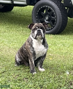 Male English Bulldog stud looking for female  Listing Image