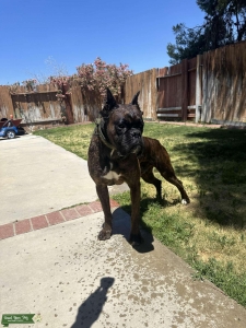 Akc boxer for stud Listing Image