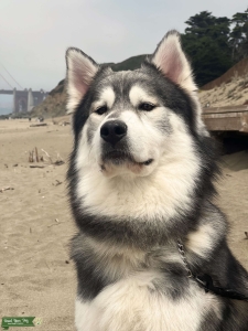 Handsome Siberian Husky with Good Temperament & Genetics Listing Image