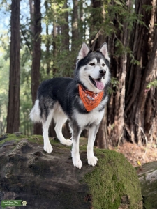 Handsome Siberian Husky with Good Temperament & Genetics Listing Image