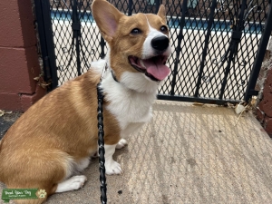 Handsome Friendly Pembroke Corgi Stud Listing Image