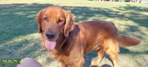 Dark Red Golden Retriever Listing Image