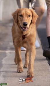 Golden Retriever Listing Image