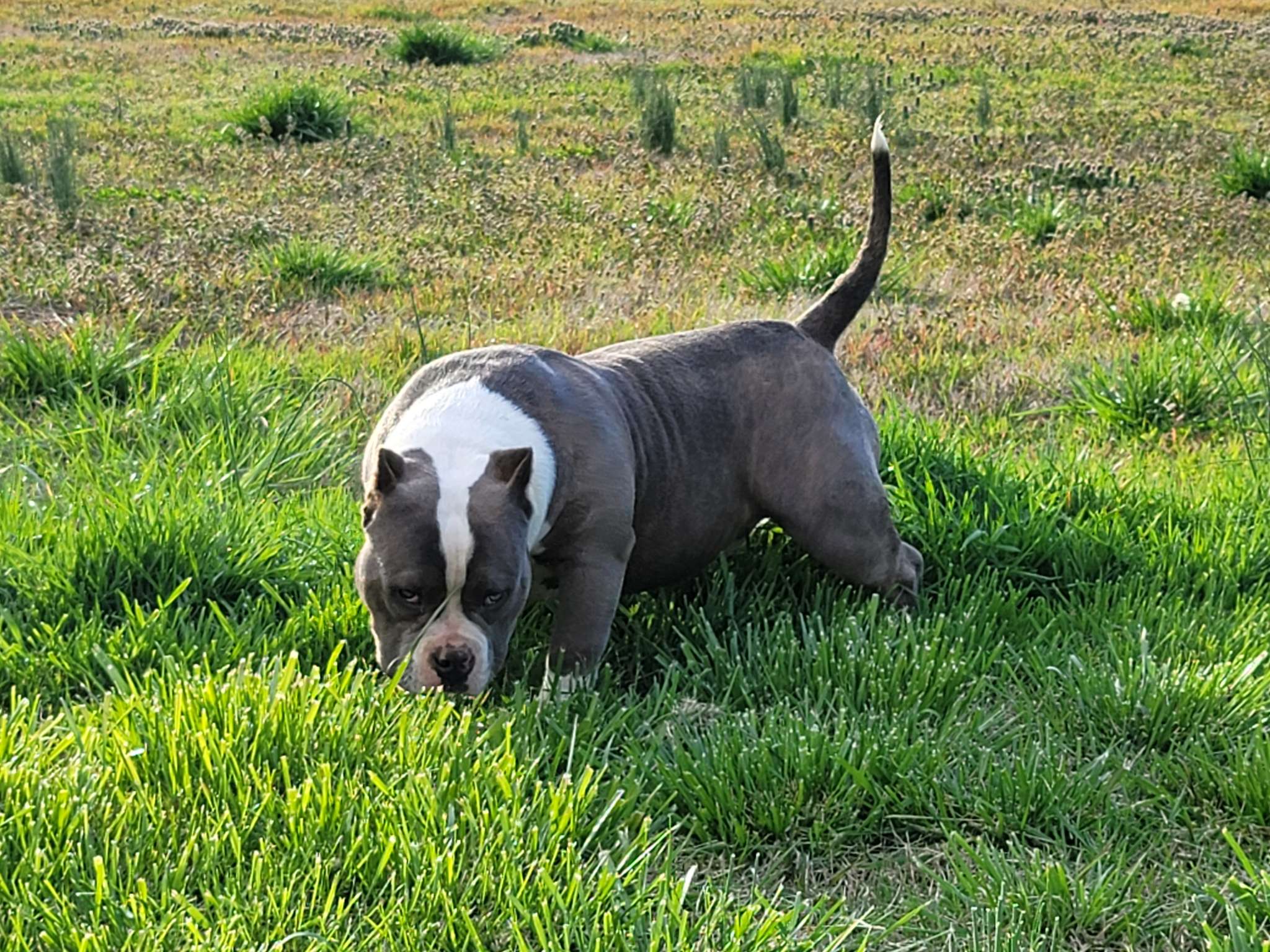 Grooming Your Pure Black American Bully: Expert Tips - 2gxfn5p