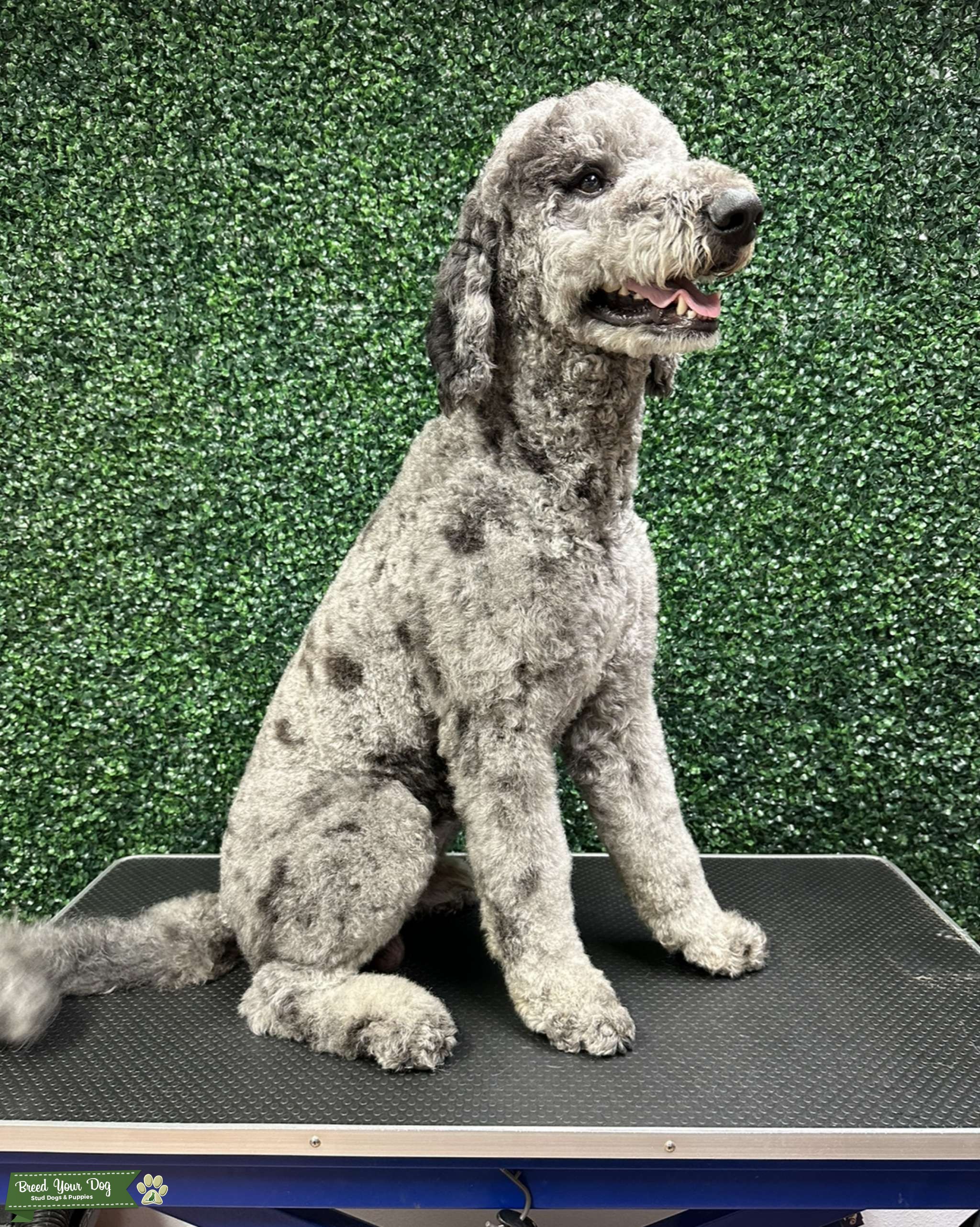 Blue Merle Standard Goldendoodle Stud Dog in California, the United States Breed Your Dog