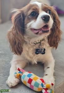 Beautiful Blenheim AKC registered Cavalier King Charles Spaniel Stud in Florida  Listing Image