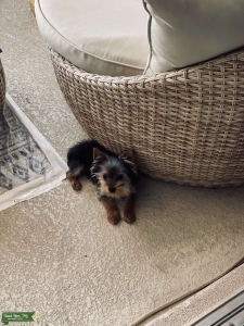 Teacup Yorkie Stud Listing Image