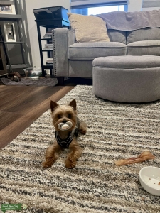 Stud for Pure Breed Yorkie  Listing Image